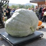 La courge pèse 727,5 kilos. Jucker Farm